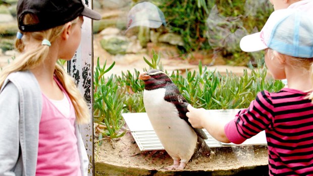 Children look at Fiordland Crested Penguin Mr Munro after being introduced for the first time to two female Fiordland Penguins in Sydney on April 19, 2007. (AAP)
