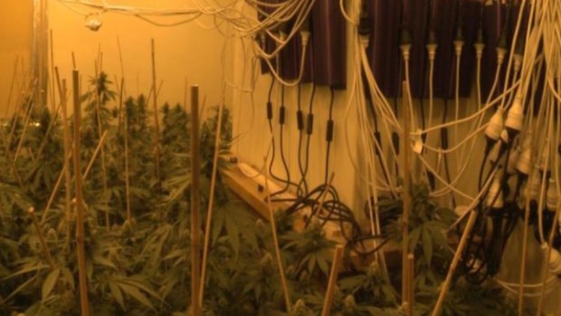 Police have arrested 10 people and seized 1500 cannabis plants after a raid in Perth. (Western Australia Police)