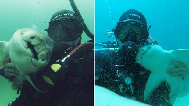 Rick's Dive School proprietor Rick Anderson with his Port Jackson shark friend. (Rick Anderson)
