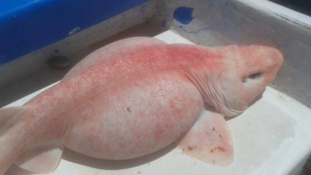 The bizarre looking "alien" fish is a rare albino shark. (Facebook/Pisces Sportfishing Fleet)