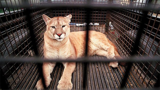 The eastern cougar to resemble other cougar species (pictured). (AAP)