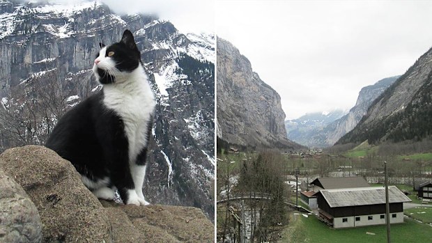 A man claims a cat helped guide him down a mountain in the Swiss Alps after he lost his way. (Reddit/sc4s2cg)