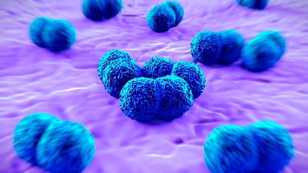 A computer-generated image of meningococcal bacteria. (AFP)