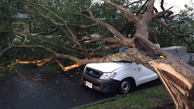 Huge trees were brought down in the storms in Annerley. (Devin Mackintosh)