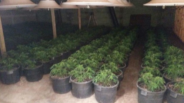 Police raided a hydroponic cannabis warehouse in Sydney’s north-west, seizing 723 plants. (Supplied, NSW Police Force)