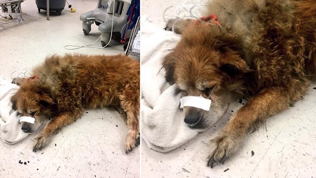 A Philadelphia dog called Shay has been celebrated after he was found guarding the body of his unconscious owner during a domestic blaze. (Facebook/Red Paw Emergency Relief Team)