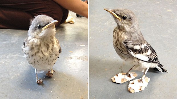 The mockingbird was given tiny "snowshows" to help "retrain" its damaged feet. (California Wildlife Centre)