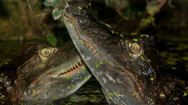A pair of crocodiles have been stolen from their enclosure in Sydney. (FILE IMAGE)