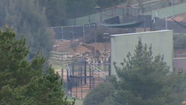 A giraffe at the National Zoo today as the fire burned nearby. (9NEWS)