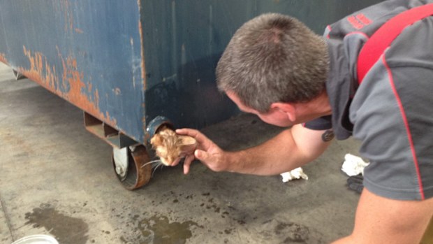 "Brian" the stray kitten has been rescued from a dumpster in Melbourne. (Metropolitan Fire Brigade)