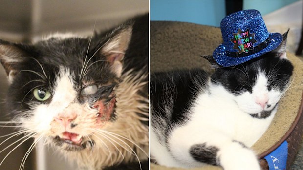Bart, the “Zombie Cat”. (Facebook: Humane Society of Tampa Bay)