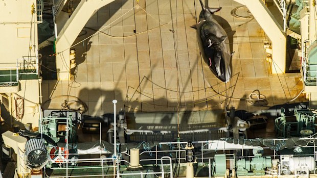 Sea Shepherd claims it has found a Japanese ship in the Australian Whale Sanctuary with a dead mink on the deck. (Sea Shepherd/Twitter)