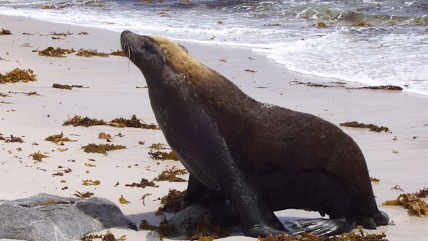 A man who tried to take his own life by jumping off the Golden Gate bridge says he was kept afloat by a sea lion. (AAP)