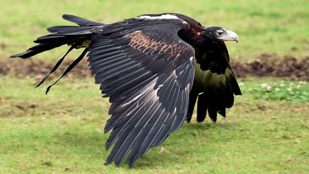 A wedge-tailed eagle. (AAP file image)