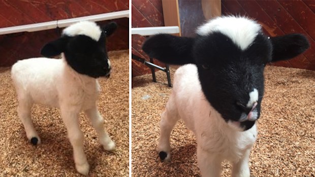 Police are hoping to track down baby lamb Ralph after he was stolen from his owners. (Victoria Police)
