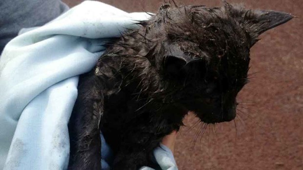 Looking a little worse for wear, the kitten is being cared for by a local resident. (Picture: supplied)