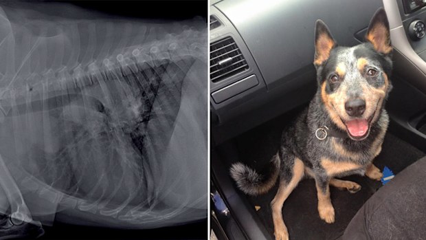 Dying blue heeler Buddy. (Facebook/Buddy's Bucket List)