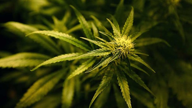 'Groundbreaking': Medicinal cannabis laws passed in Queensland.