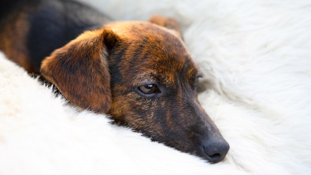 A black and tan Jack Russell terrier puppy lying in his bed. (Getty)