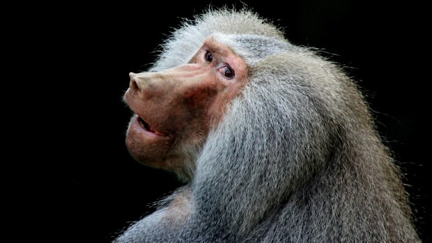The test baboons' own hearts were kept in place and the modified pigs' hearts were transplanted into their abdomens. (AAP)