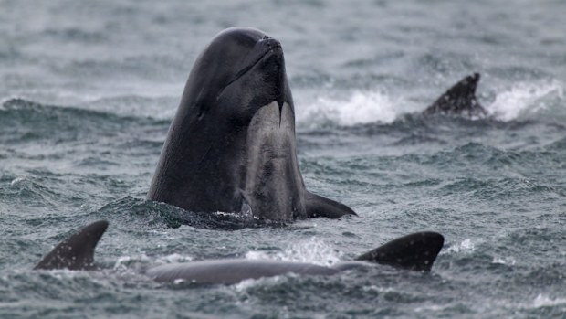 Pilot whales, which are members of the dolphin family, are the subject of an annual mass slaughter on the Faroe Islands. (Getty)
