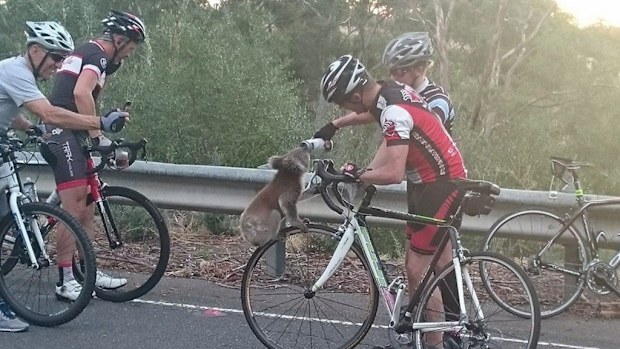 A koala sips from a cyclist's water bottle in the Adelaide region. (Facebook / Nick Lothian)