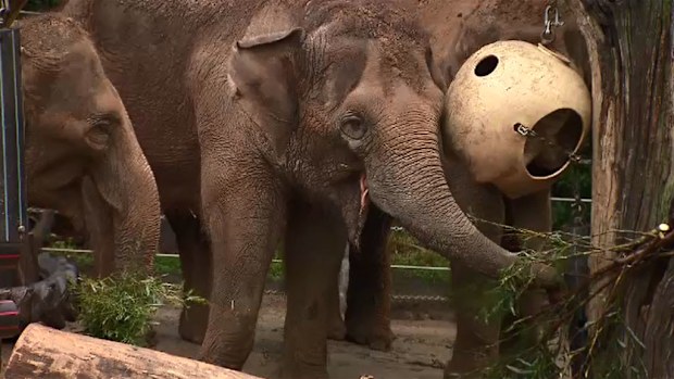 Asian Elephant Num-Oi is due to give birth to a calf in May 2016. (9NEWS)