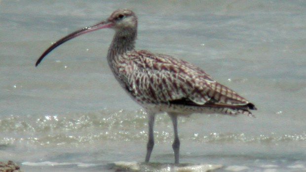 An eastern curlew pictured at Inskip Point in Queensland. (Supplied/Aviceda)