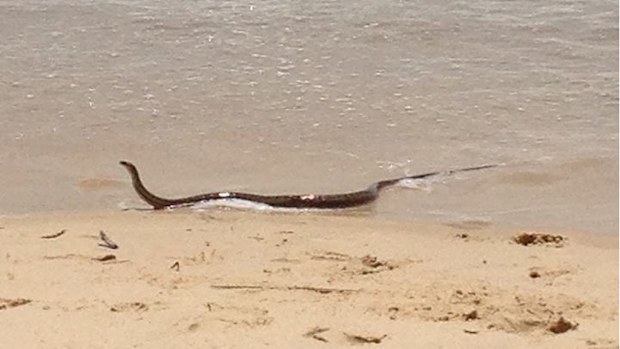 The brown snake appeared between the flags at Great Lakes.(Great Lakes Advocate)