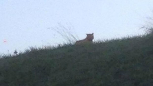 A photo a resident took and posted to Facebook of the tiger on the loose.