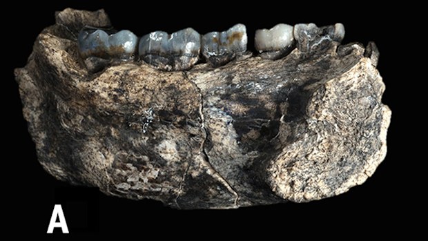 The jawbone fossil. (AAP)