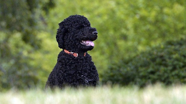The Obama family's dog Sunny has bitten a teenage girl on the face while she was visiting the White House. (AFP)