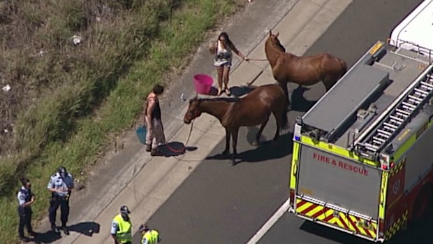 Two horses were still standing after a float travelling on a Sydney motorway flipped with them inside. (9NEWS)