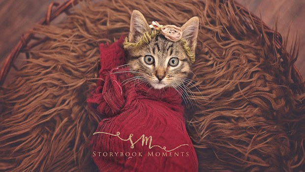 Elsa was found by the family in the garage, but they decided to adopt the stray. (Storybook Moments)