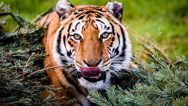 World wild tiger population has risen for the first time in 100 years. (AAP)