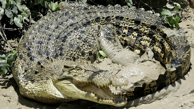 A crocodile on the Adelaide River in the Northern Territory is believed to have dragged off and possibly killed a fisherman. (AAP)