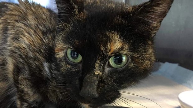 A cat has been reunited with its loving owner after it was found 950km from home. (Supplied)
