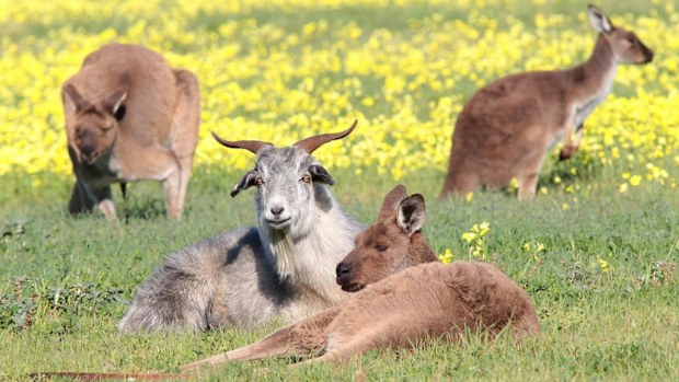Gary the Goat and his kangaroo friends. (Facebook)
