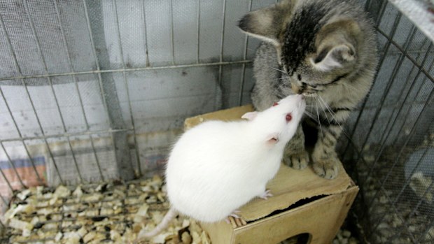 Scientists say rodents can sense when their loved ones are distressed. (AAP) 
