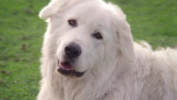 Oddball, the sheepdog that inspired the eponymous 2015 film, has died. (Village Roadshow, 'Oddball')