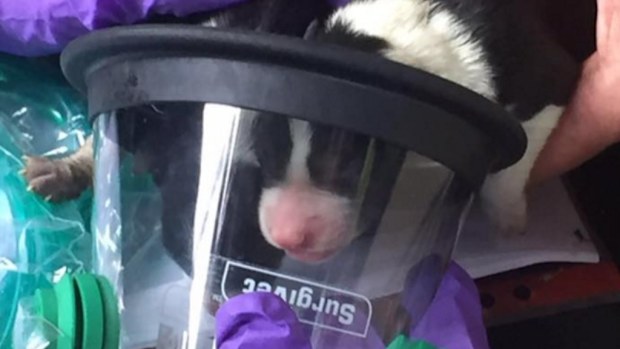 A trio of puppies have been revived using specially designed oxygen masks. (Facebook)