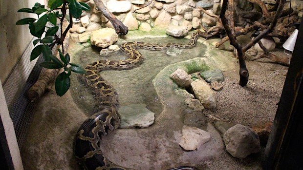 The python, named Samy. (Garenne zoo)