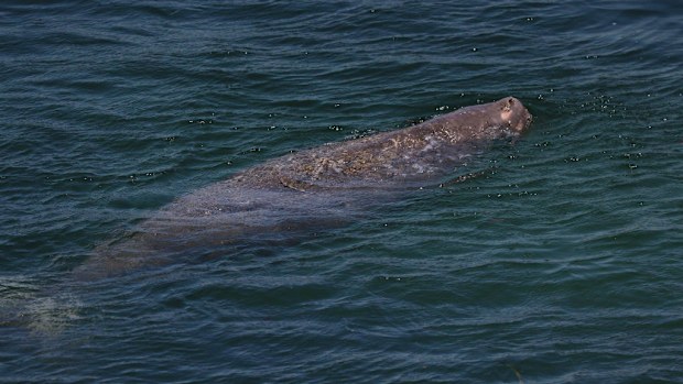 The dugong has been seen in Merimbula Lake since November. (NSW Office of Environment and Heritage)