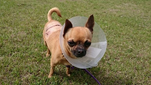 Bella was severely injured in the attack. (Supplied)