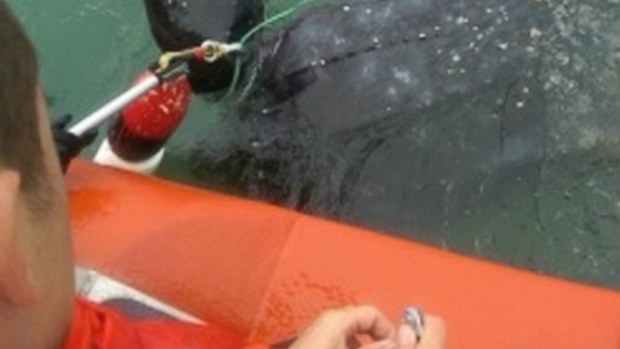The US Coast Guard has come to the aid of a trapped endangered turtle. (US Coast Guard)