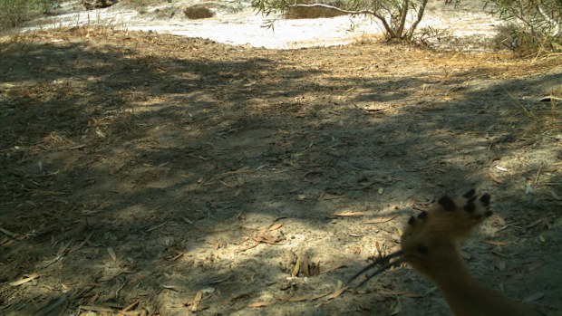 The eurasian hoopoe was spotted on Adolphus Island by a remote camera. (Department of Parks and Wildlife WA)