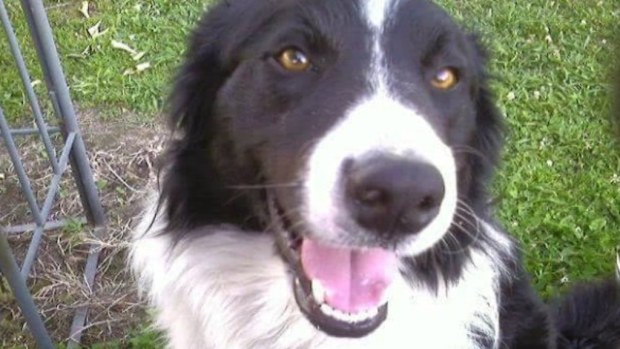 Jessie, a border collie, was reportedly stolen from the Lilydale Show on Saturday. (Supplied)