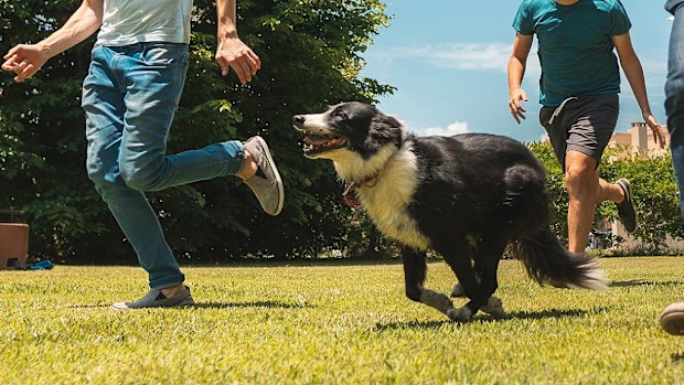 tips for high energy dog