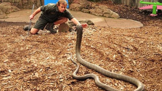 Four-metre long king cobra Raja at the Australian Wildlife Park. (Supplied)