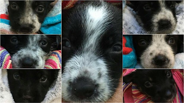 Seven puppies are up for adoption after being abandoned in Queensland. (Herriot House Veterinary Surgery)